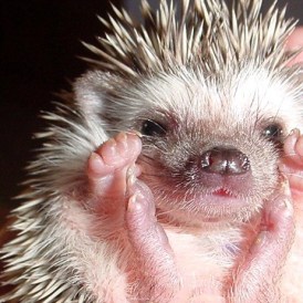 hedgehog